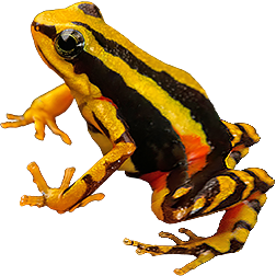 Rio Morph Dart Frog